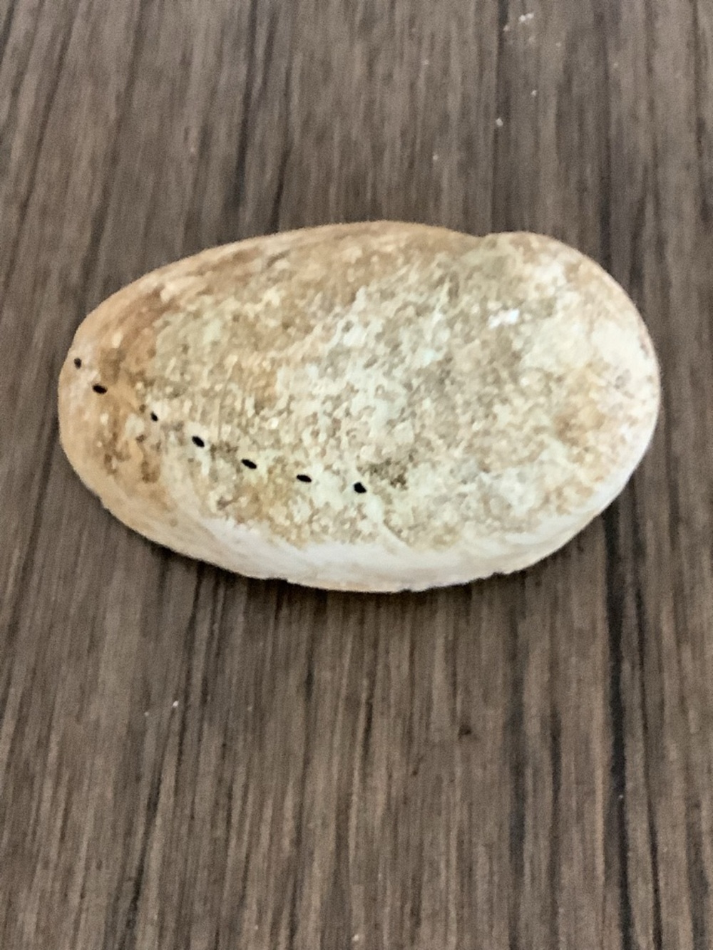 Abalone Haliotis Rufescens Shell 4.5" Long - Picture 10 of 13